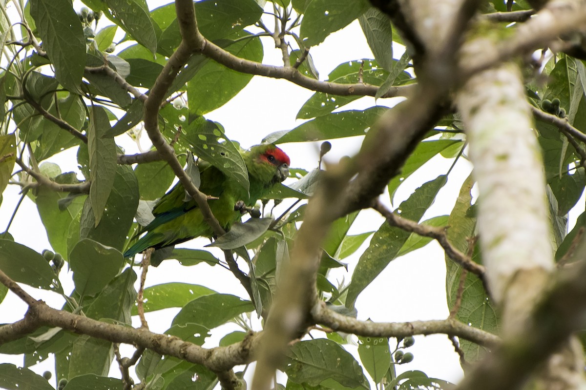 Pileated Parrot - ML100722141