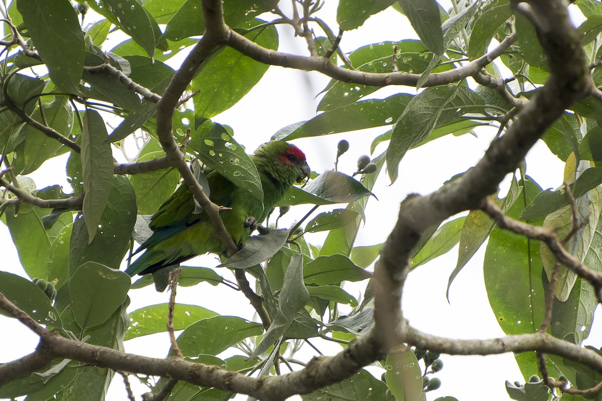 Pileated Parrot - ML100722161