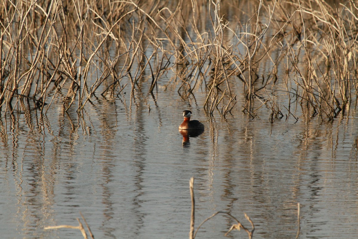 Red-necked Grebe - ML100727701