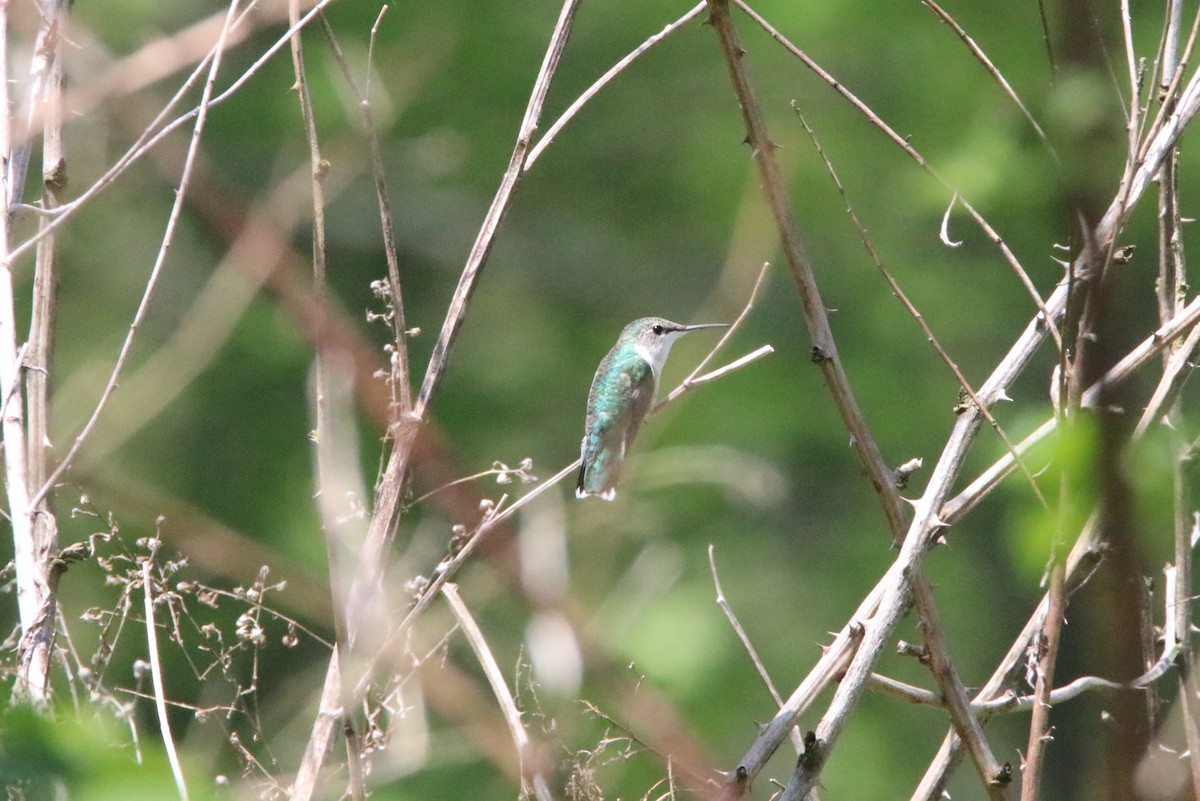 Ruby-throated Hummingbird - ML100730111