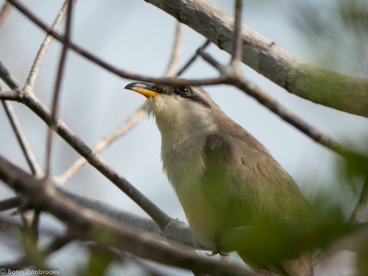 Mangrove Cuckoo - Bates Estabrooks