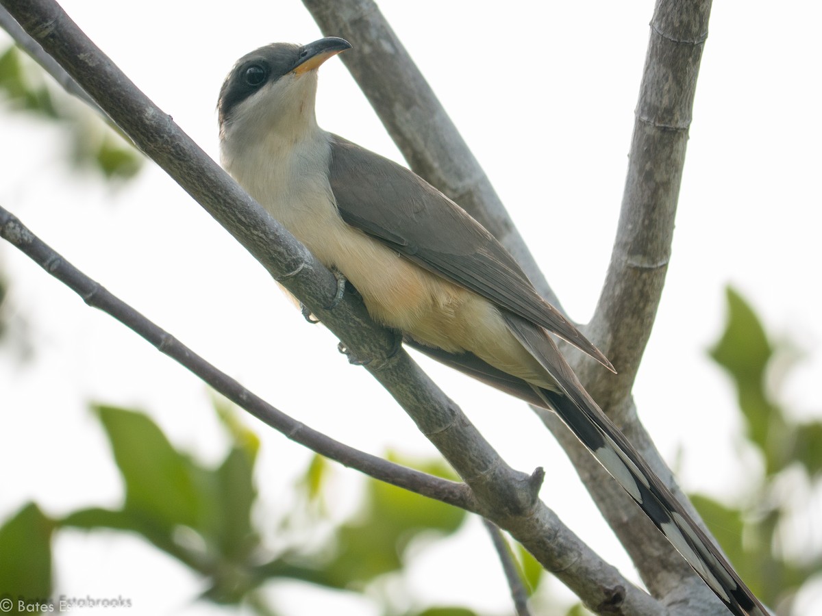 Mangrove Cuckoo - Bates Estabrooks