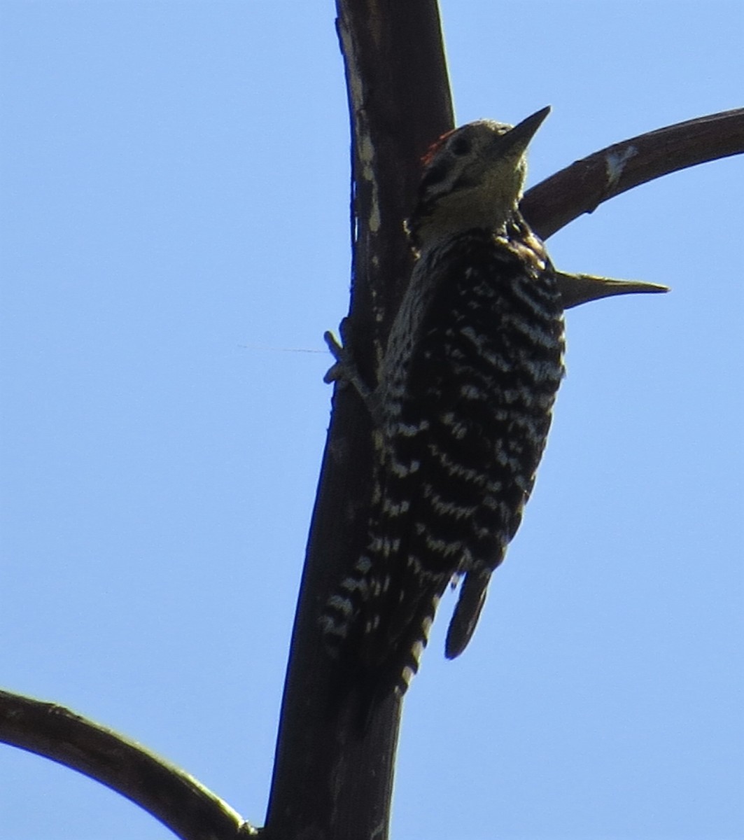 Ladder-backed Woodpecker - Kimberly Rohling