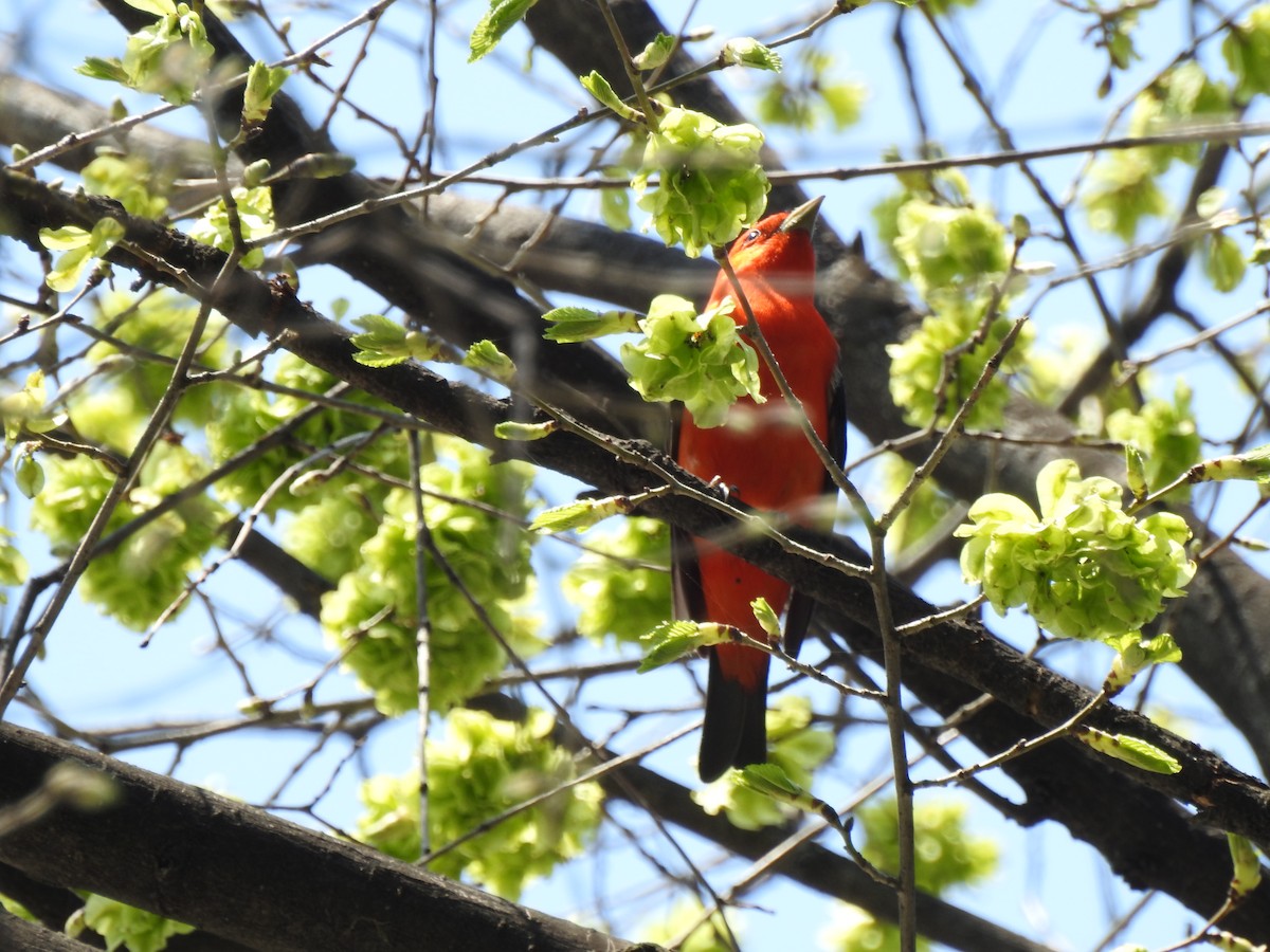 Scarlet Tanager - ML100731321