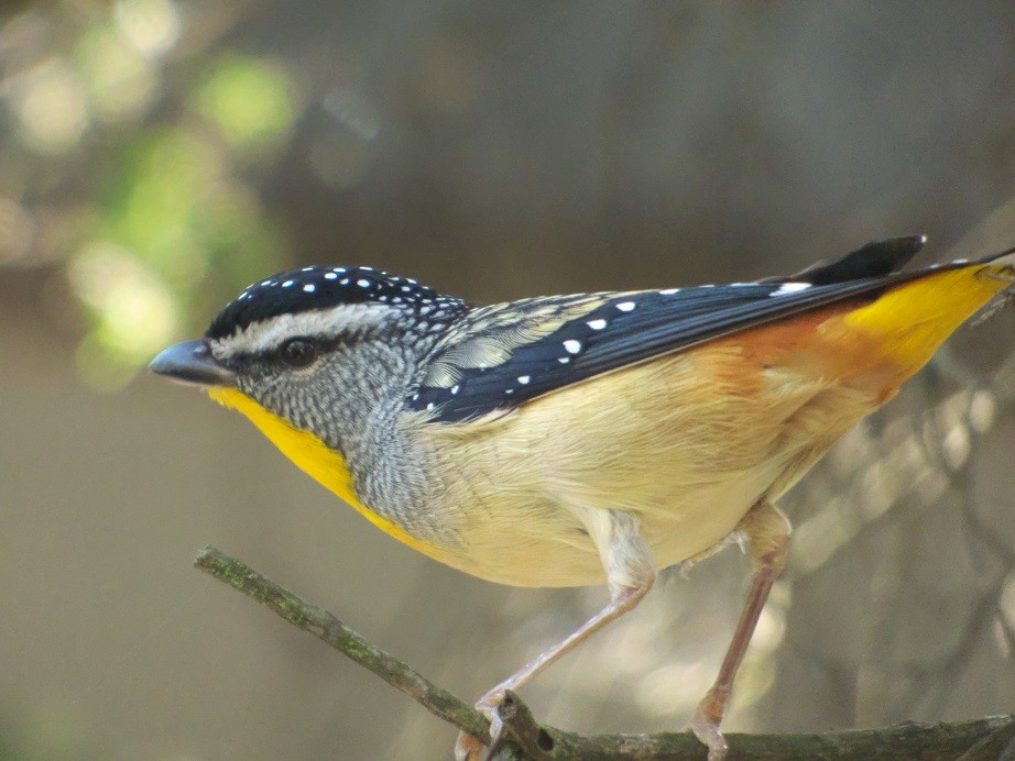 Spotted Pardalote - ML100733721