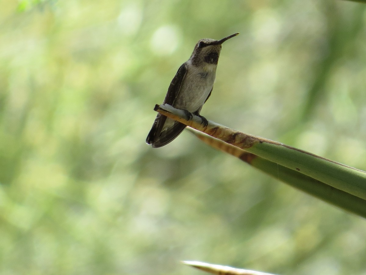 Black-chinned Hummingbird - Kimberly Rohling
