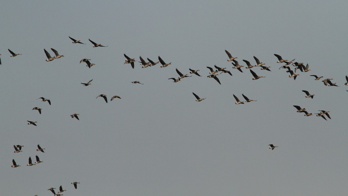 Greater White-fronted Goose - ML100734591