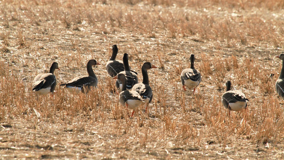 Greater White-fronted Goose - ML100734611