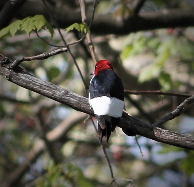 Red-headed Woodpecker - Matthew Valencic