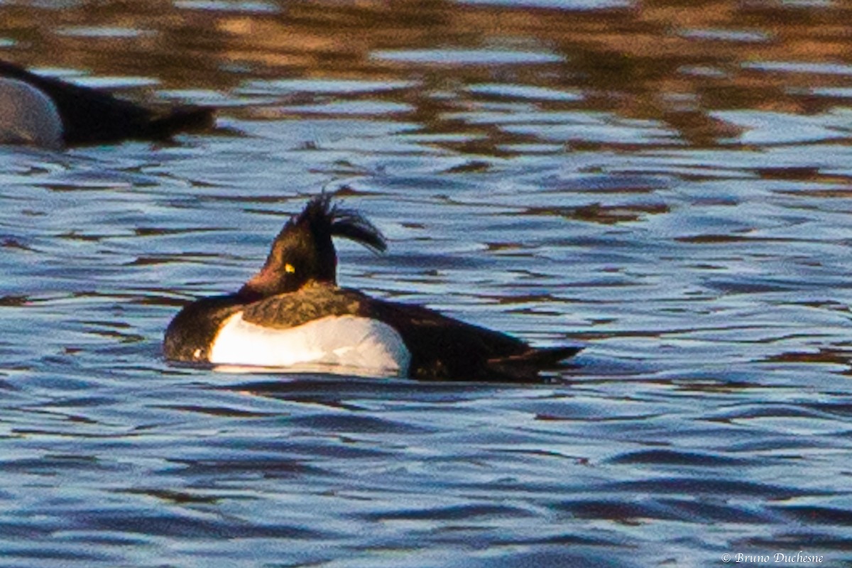 Tufted Duck - ML100737741