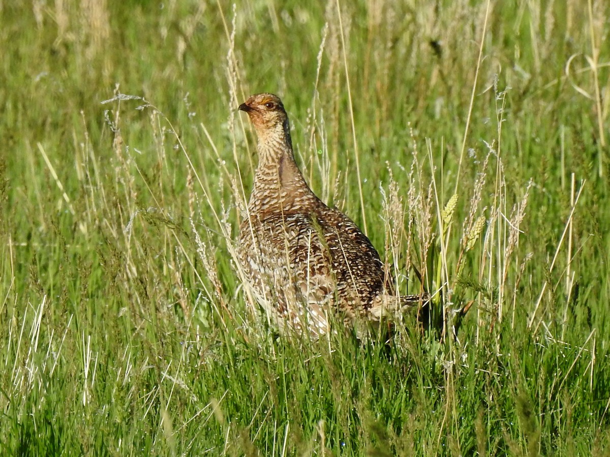 Sharp-tailed Grouse - Lauri Taylor