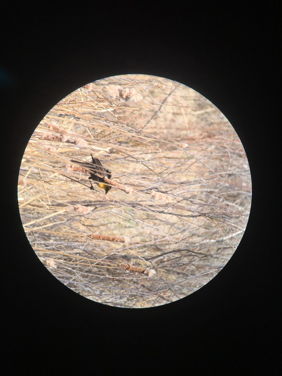 Yellow-headed Blackbird - ML100741141