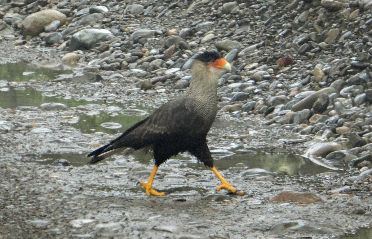 Crested Caracara (Southern) - ML100743791