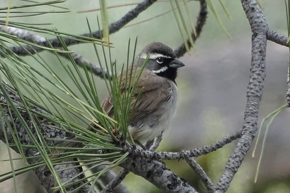 Black-throated Sparrow - Diane Rose