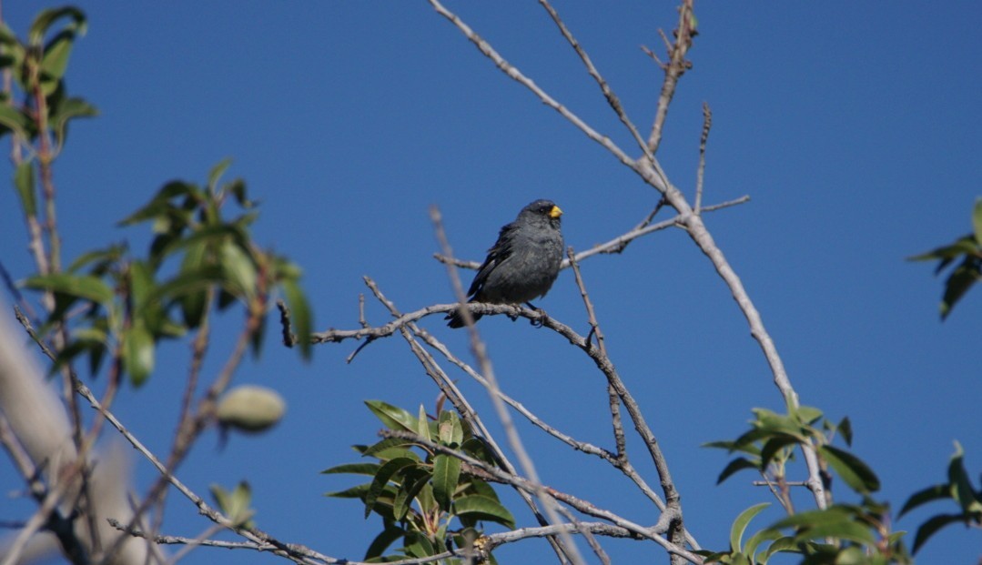 Band-tailed Seedeater - ML100747501