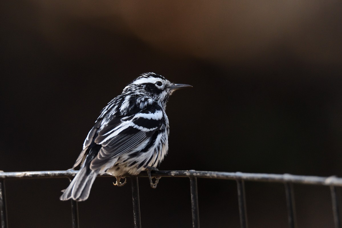 Black-and-white Warbler - ML100748931