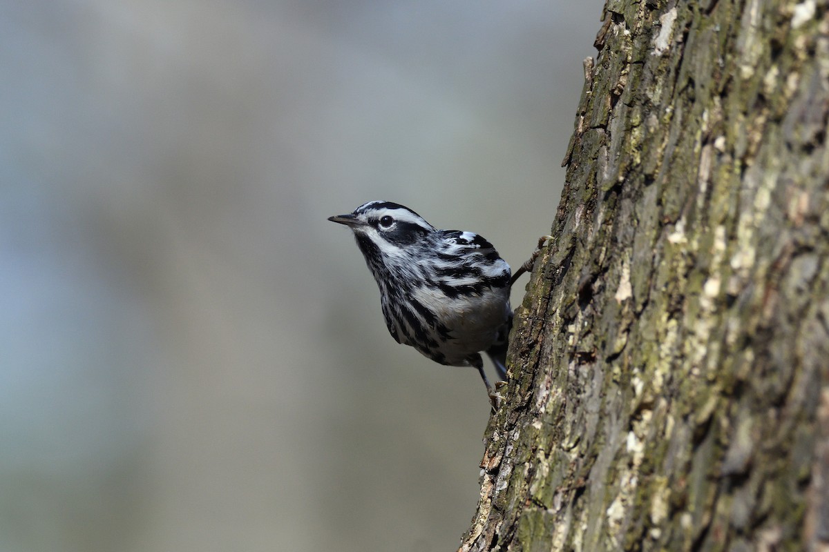 Black-and-white Warbler - ML100748941