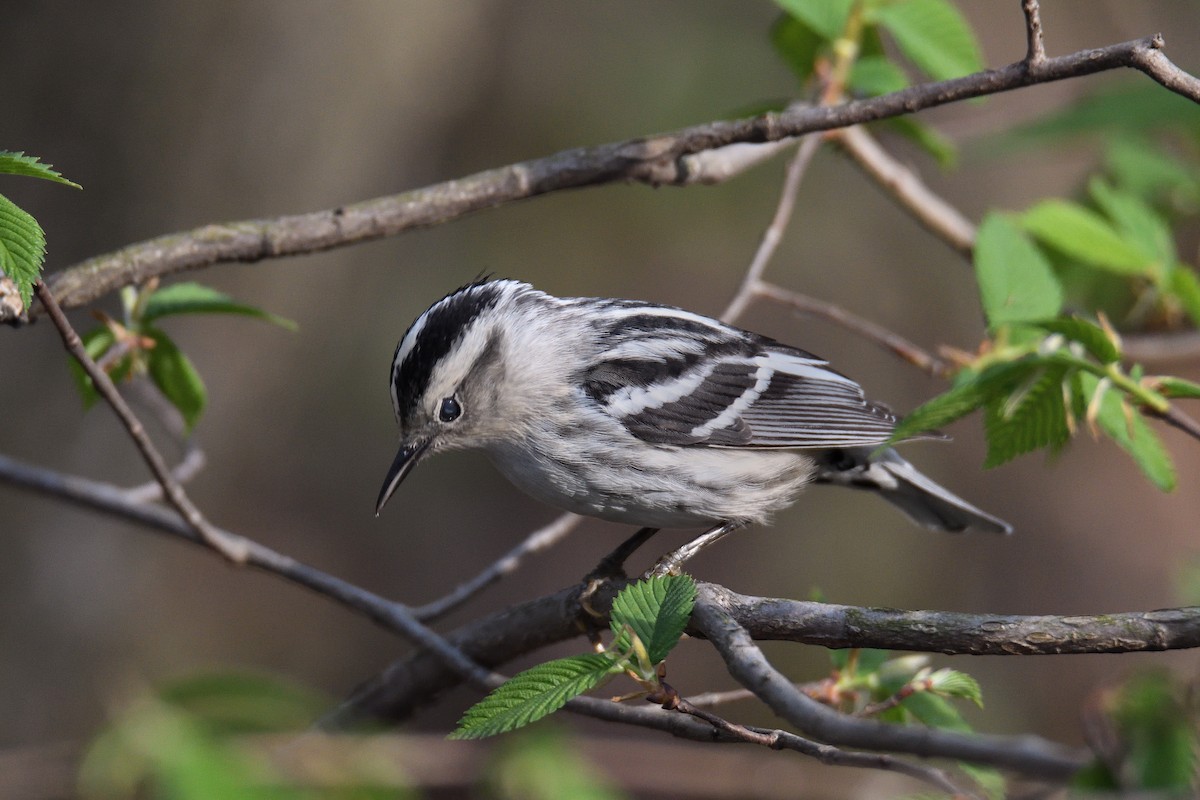 Black-and-white Warbler - ML100749031
