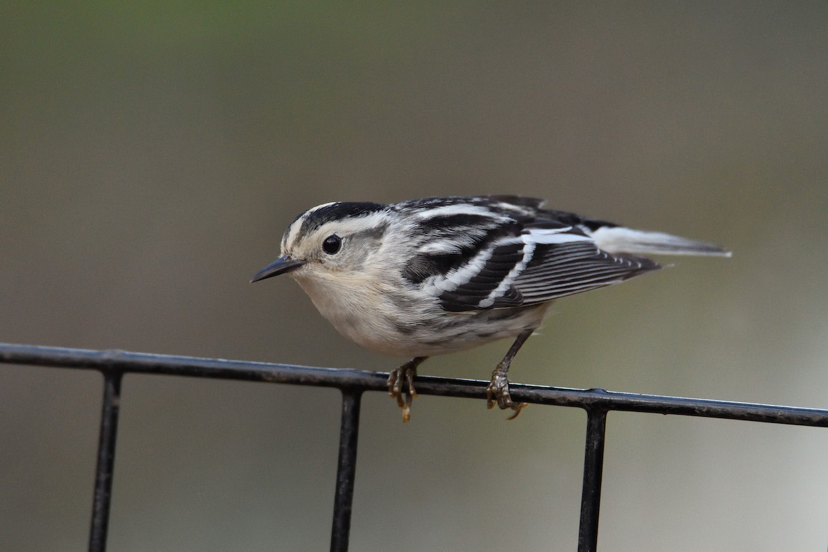 Black-and-white Warbler - ML100749041