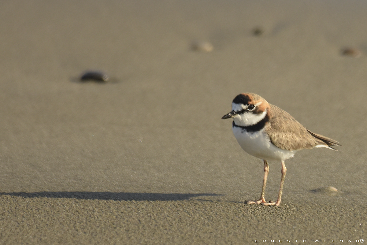 Collared Plover - ML100749841