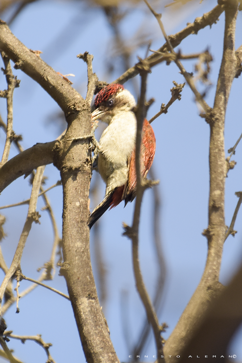 Scarlet-backed Woodpecker - ML100750461