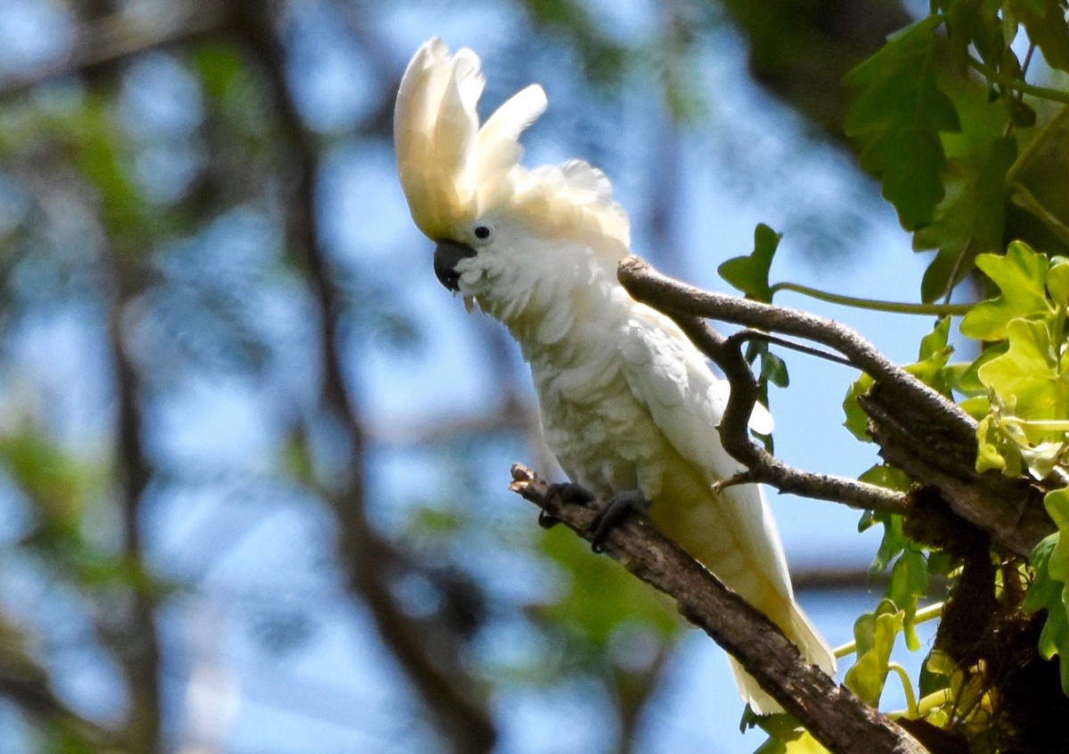 White Cockatoo - Walter Oshiro