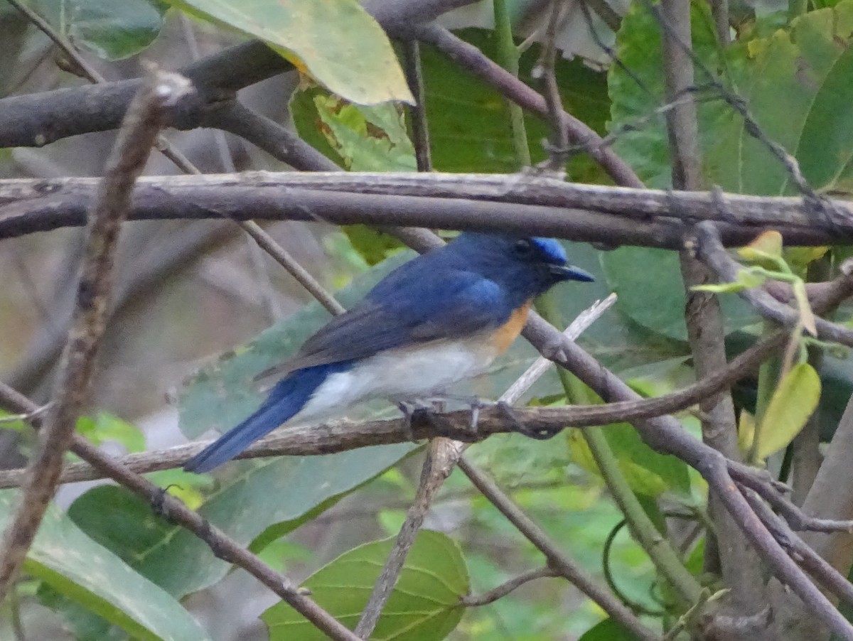 Blue-throated Flycatcher - Sipu Kumar