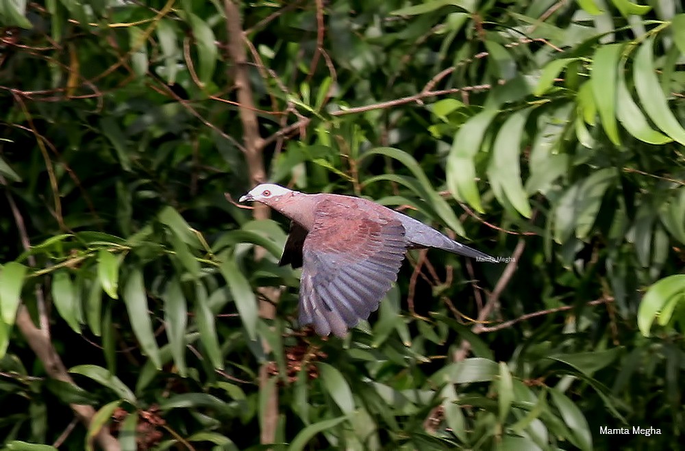 Pale-capped Pigeon - Mamta Parmar