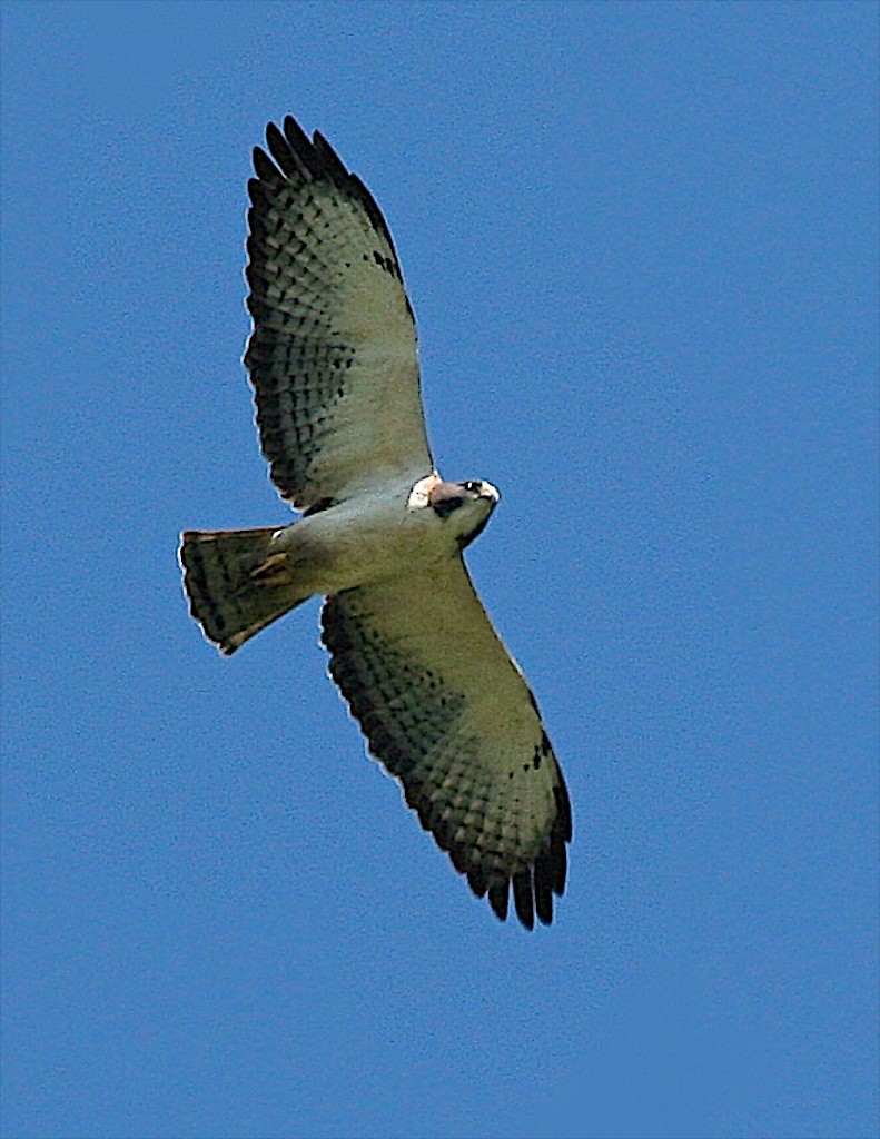 Short-tailed Hawk - ML100758721