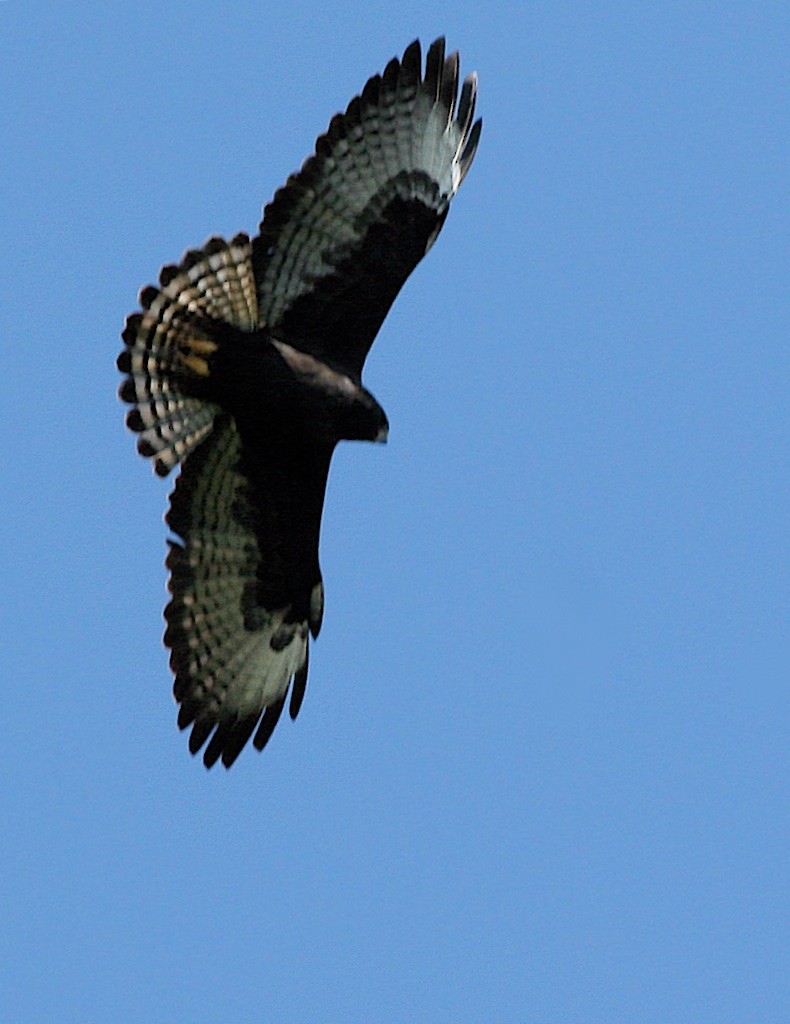 Short-tailed Hawk - Ed Harper