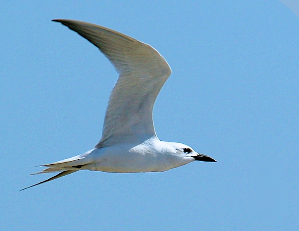 Gull-billed Tern - Ed Harper