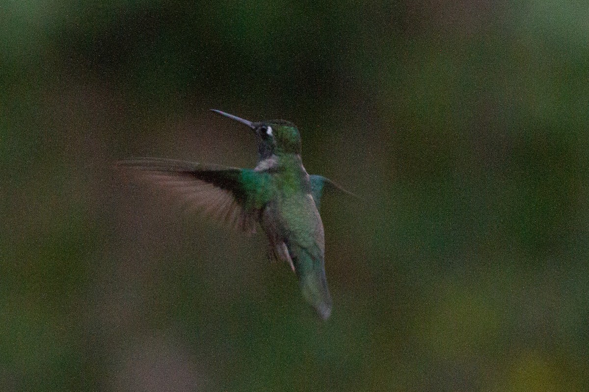 Rivoli's Hummingbird - Griffin Richards