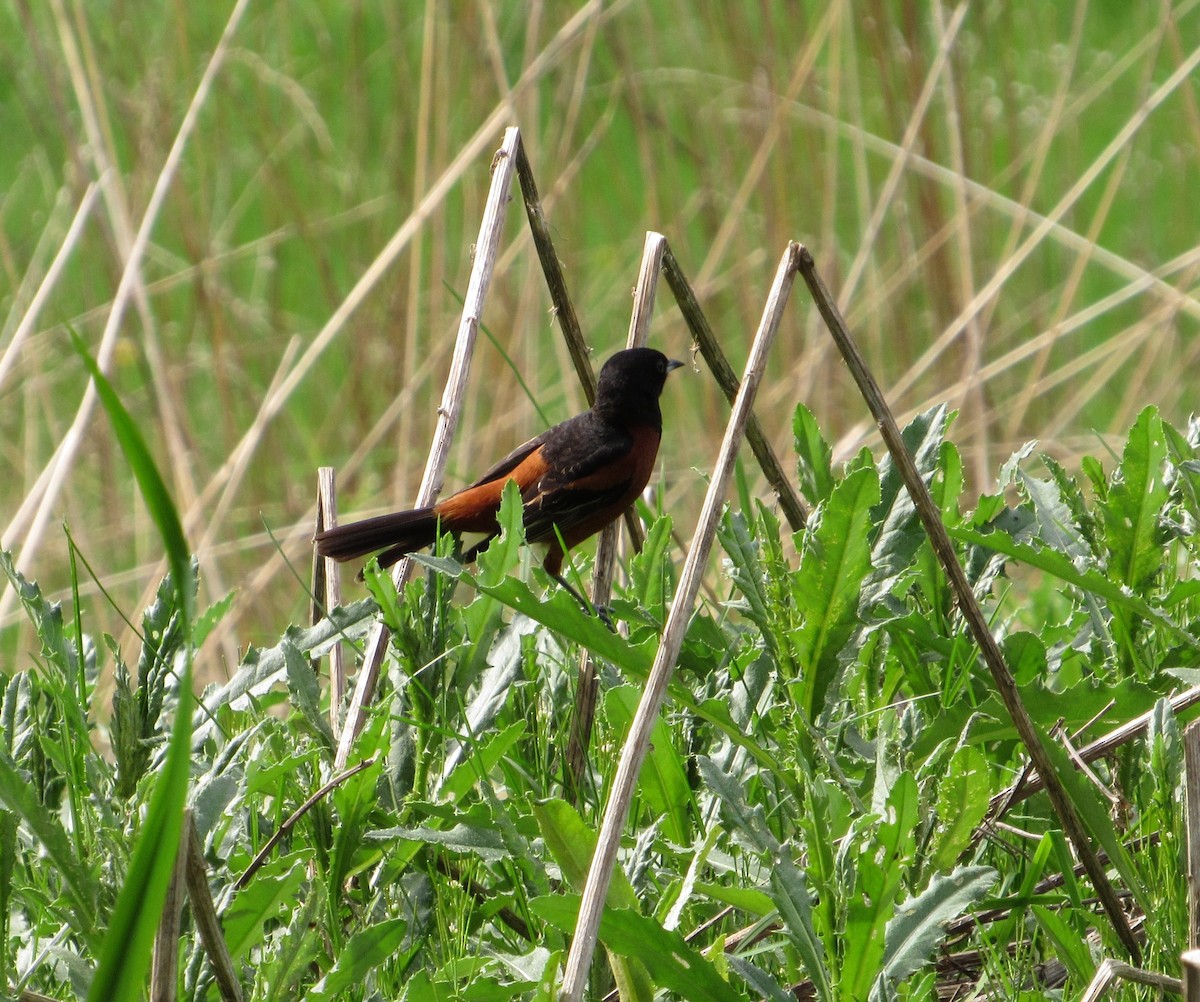 Orchard Oriole - Debbie and Mark Raven