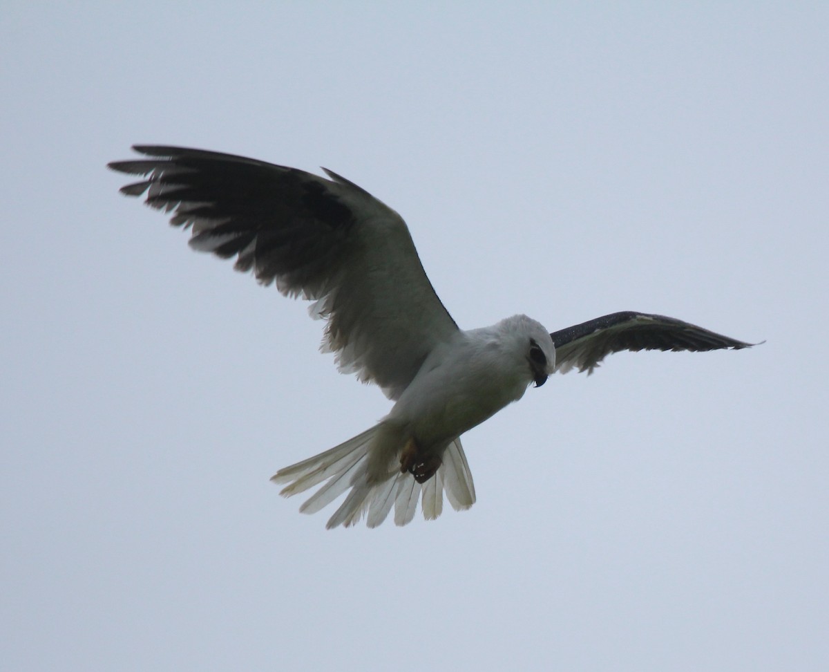 Black-shouldered Kite - Mary Clarke