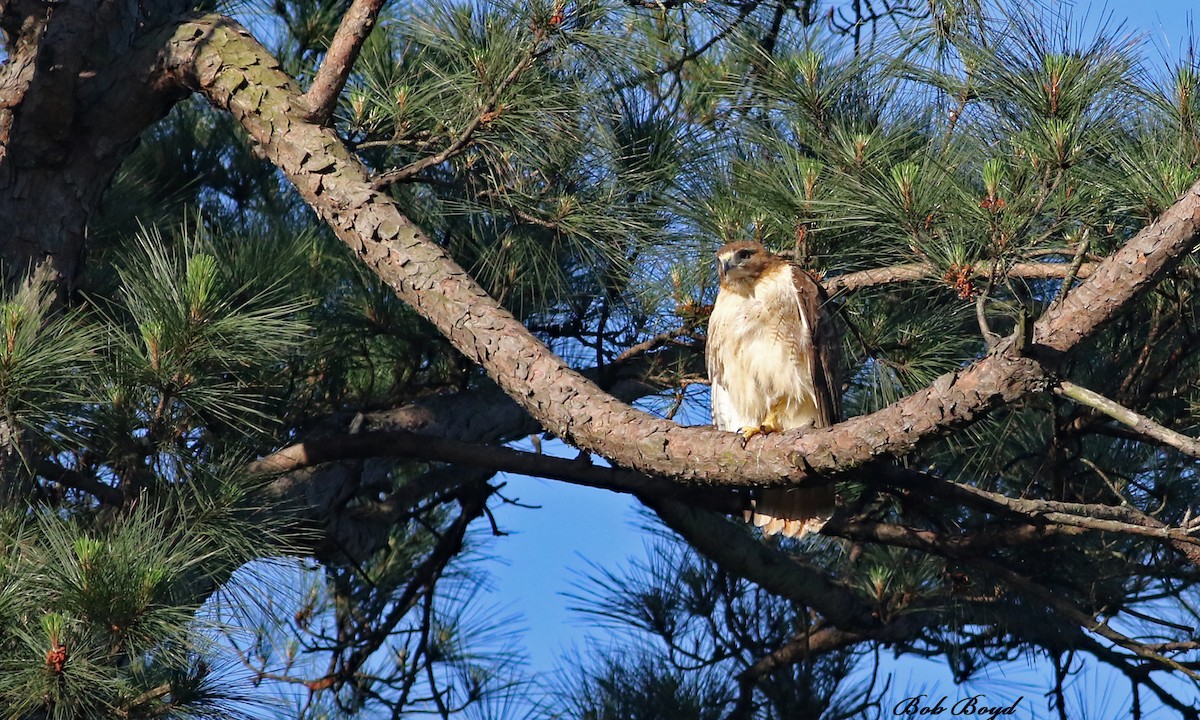 Red-tailed Hawk - ML100762521
