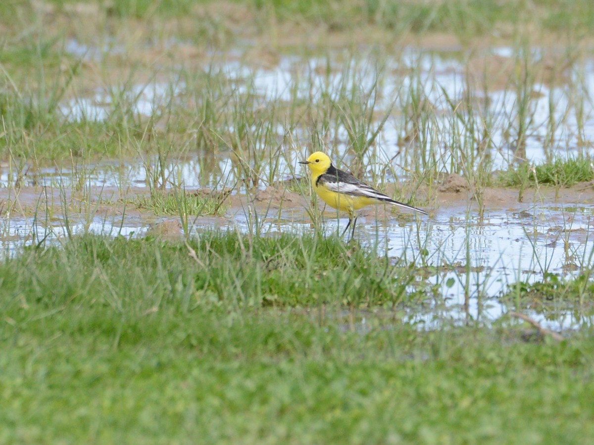 Citrine Wagtail (Black-backed) - ML100763121