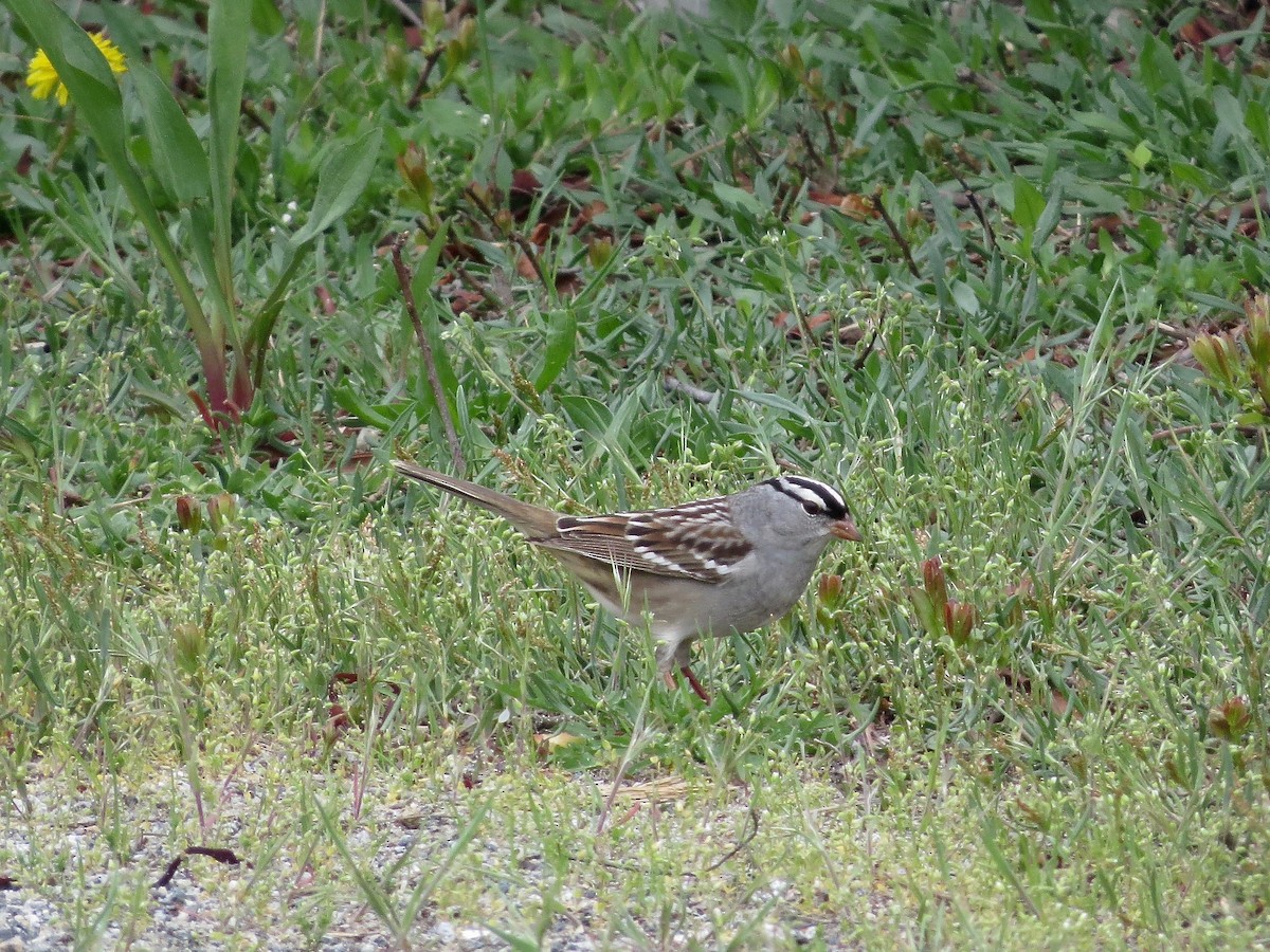 White-crowned Sparrow - ML100766491