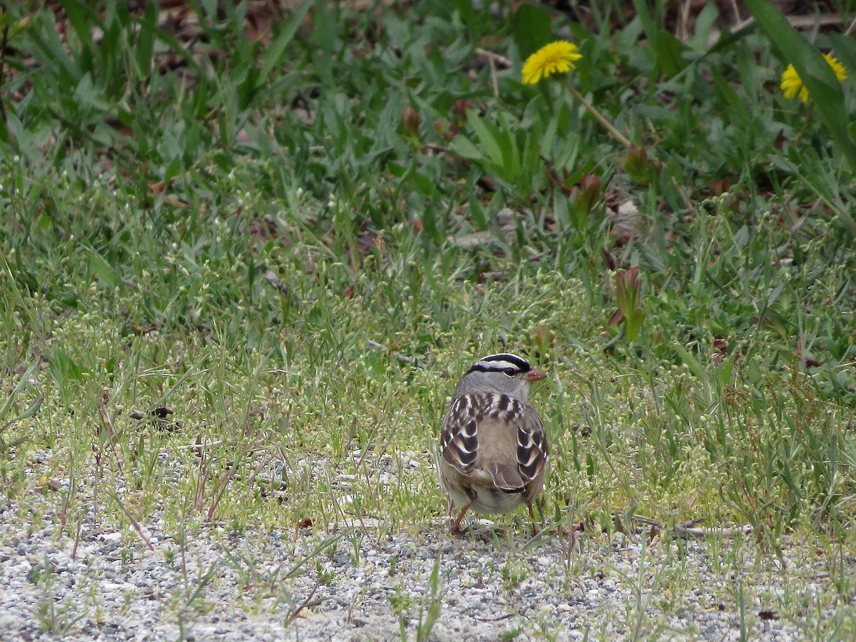 White-crowned Sparrow - ML100766501