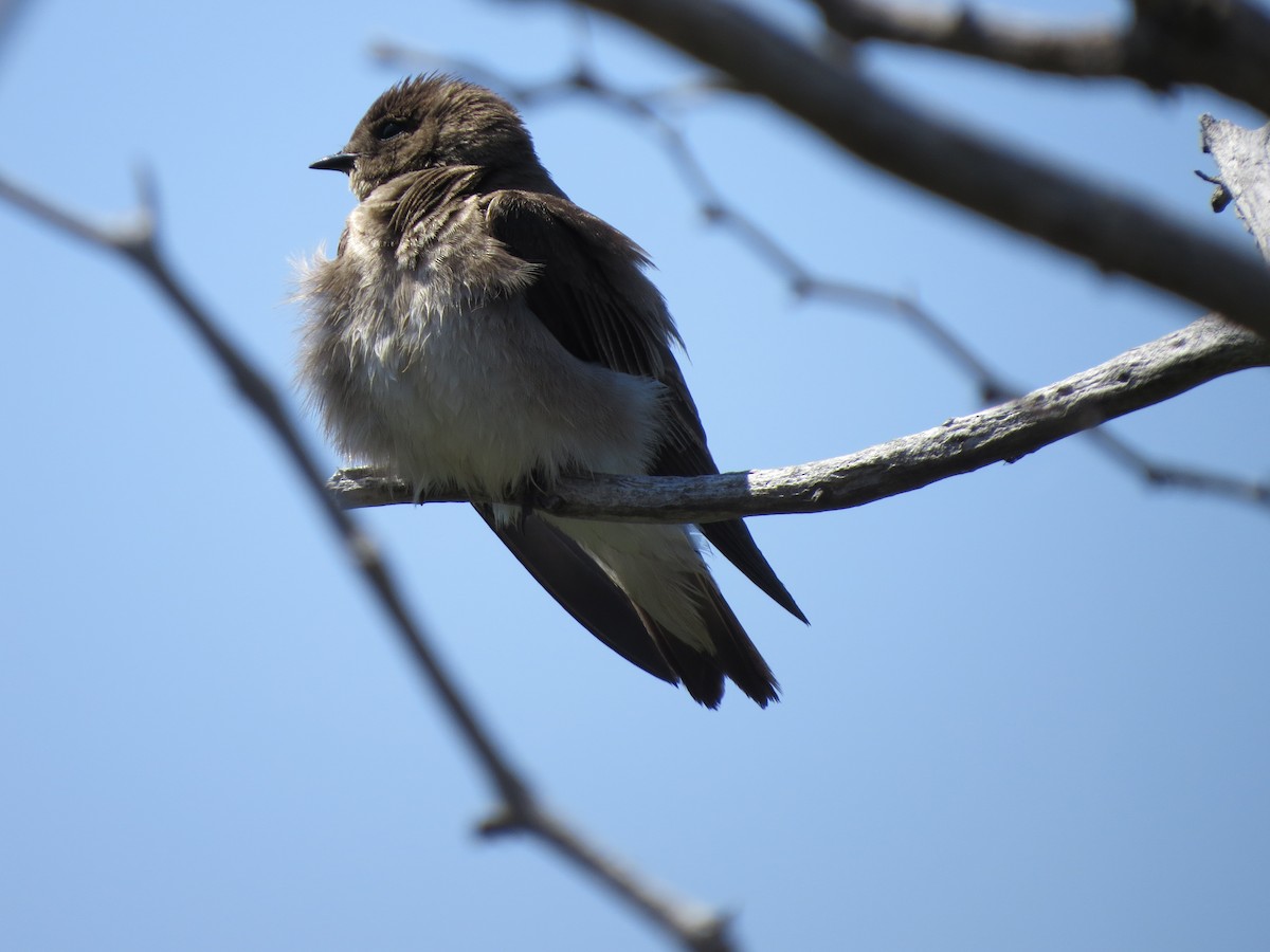 Northern Rough-winged Swallow - Tom Wheatley