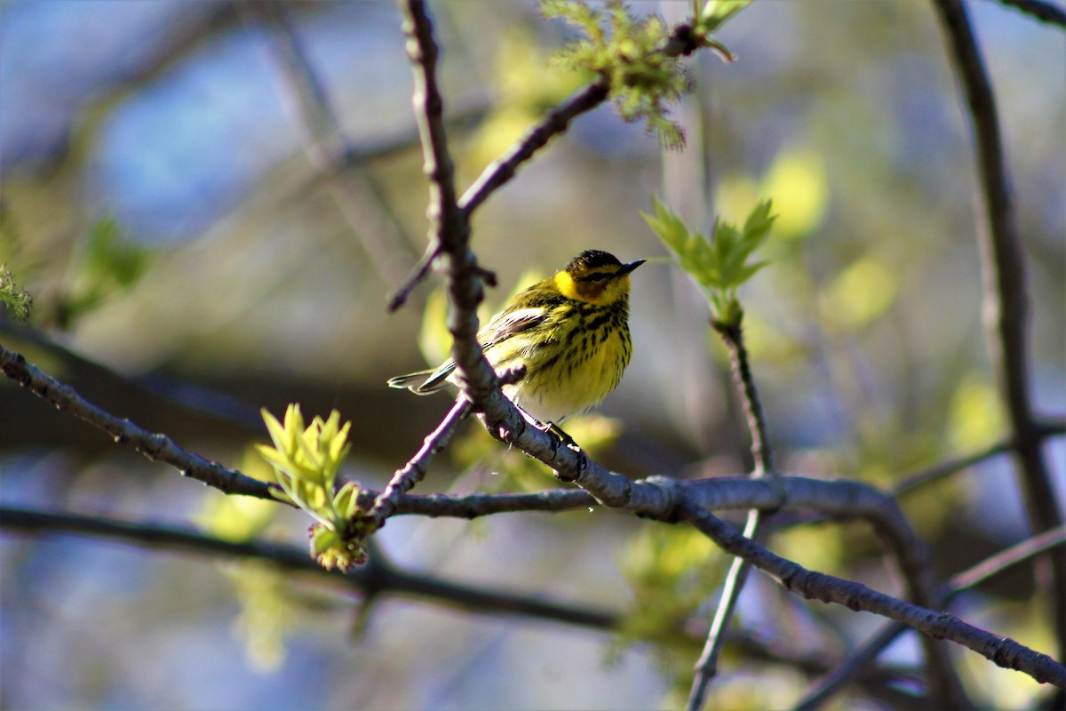 Cape May Warbler - ML100772241