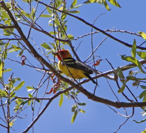 Western Tanager - Cory Shaw