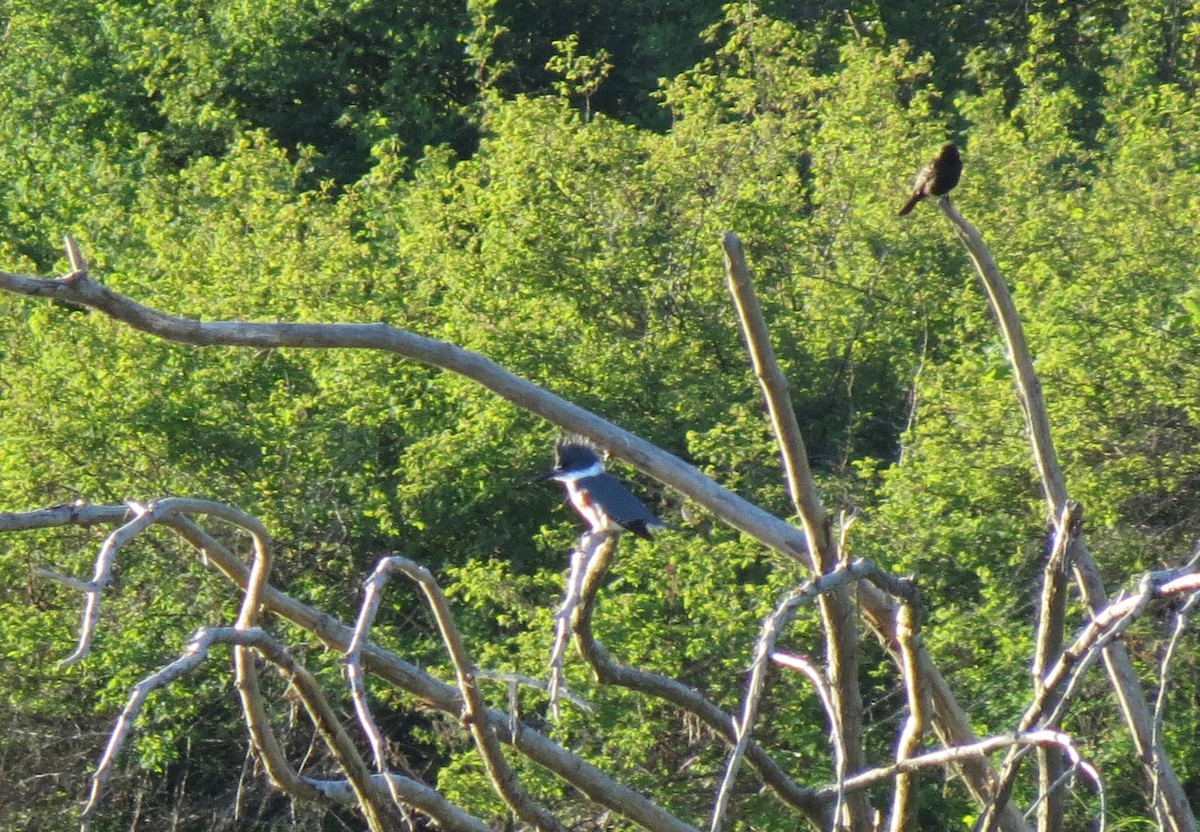 Belted Kingfisher - ML100776451
