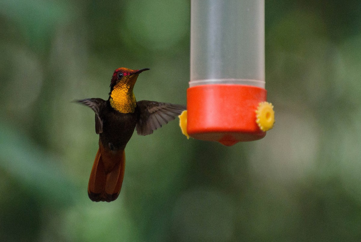 Ruby-topaz Hummingbird - Marcos Eugênio Birding Guide
