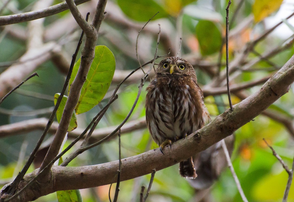 Ferruginous Pygmy-Owl - Marcos Eugênio Birding Guide
