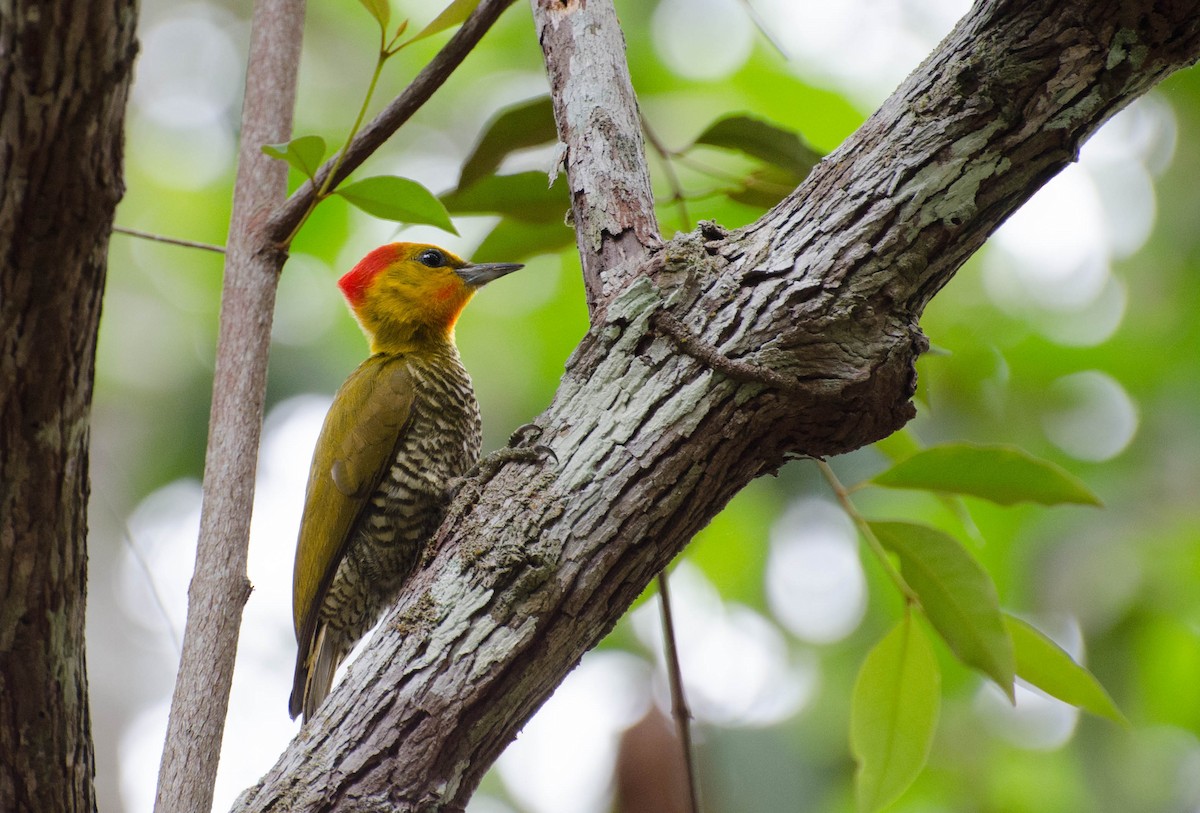Yellow-throated Woodpecker - ML100781241