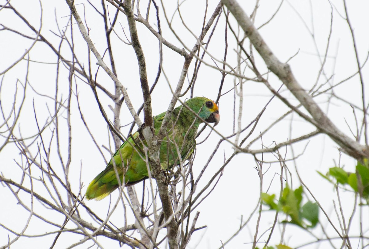 Red-browed Parrot - ML100781401
