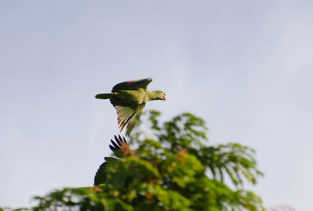 Mealy Parrot - Marcos Eugênio Birding Guide