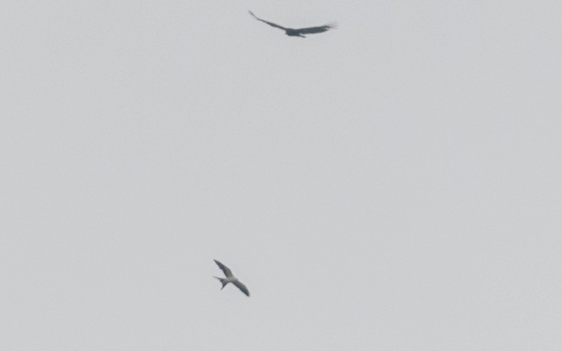 Swallow-tailed Kite - Tom Reed