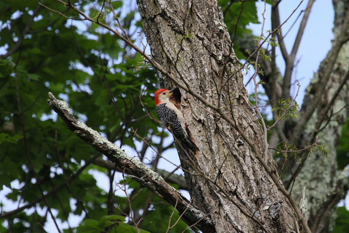 Red-bellied Woodpecker - Tom Davis