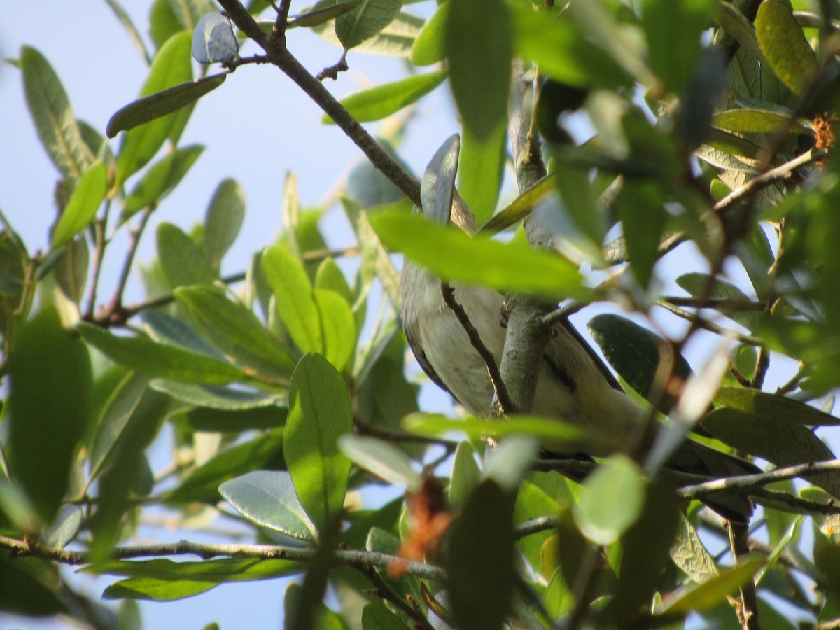 Bay-breasted Warbler - Lawrence Gardella